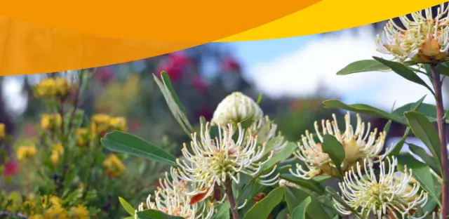 A close-up photo colourful Australian flora.